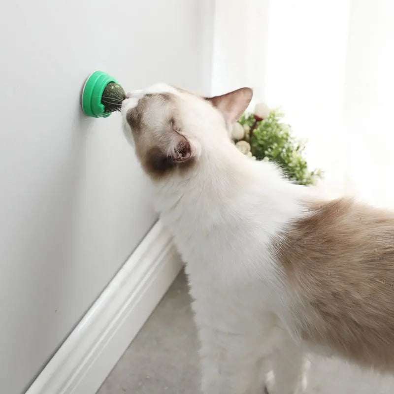 Natural Catnip Toys For Cats Crazy Edible Treating Cleaning Teeth Cat Supplies