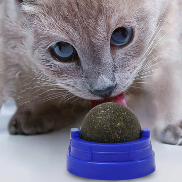 Natural Catnip Toys For Cats Crazy Edible Treating Cleaning Teeth Cat Supplies